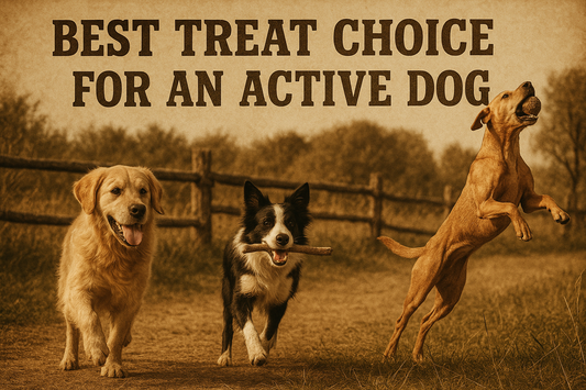 Best  Treat Choice For Active Dogs