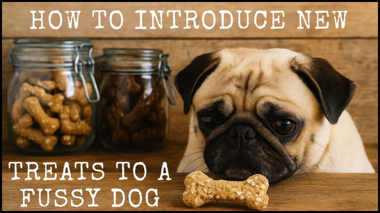 How to Give a Picky Dog New Treats