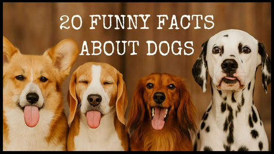 20 Funny (and Totally Relatable) Facts About Dogs